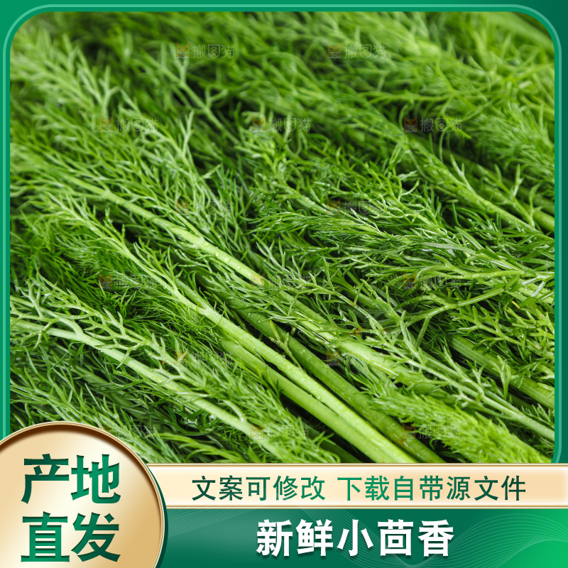 木底上的小茴香菜
