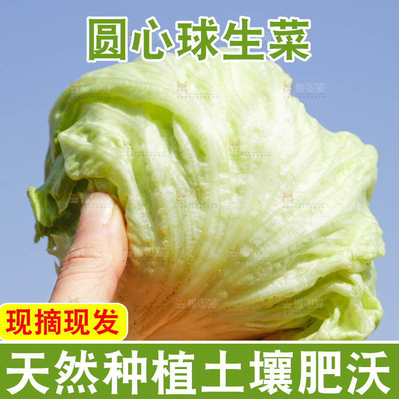 手里拿着球生菜