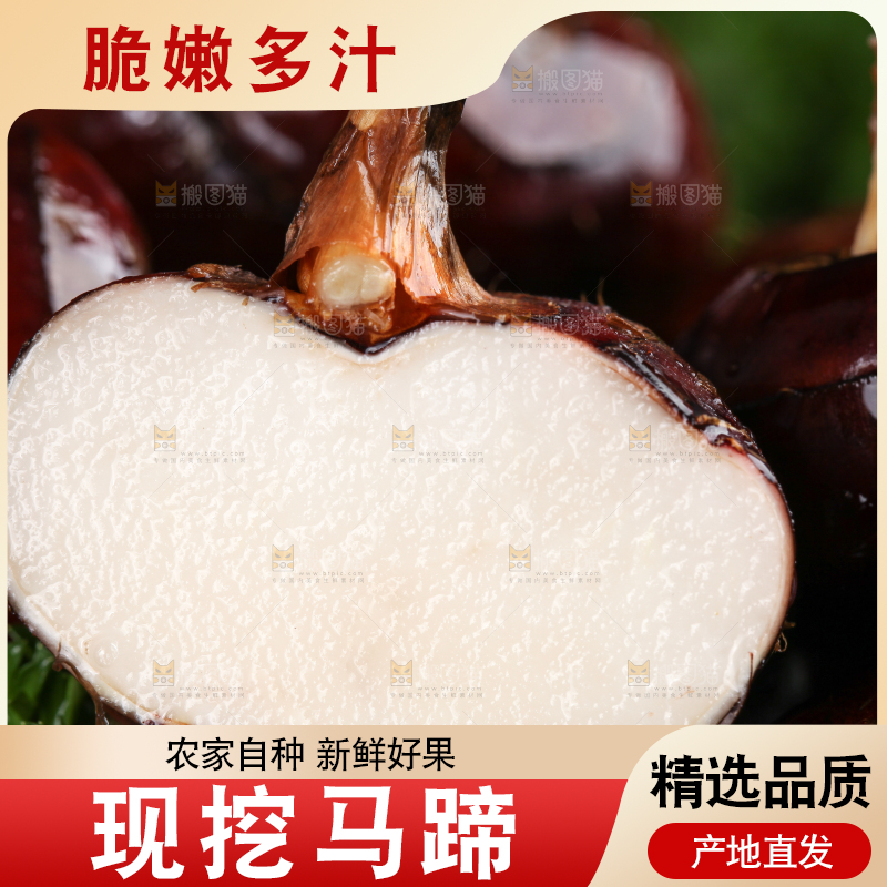 深底上的广西荔浦马蹄
