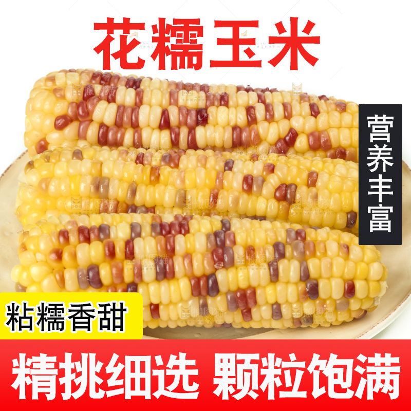 白底上放着一盘蒸熟的花糯玉米