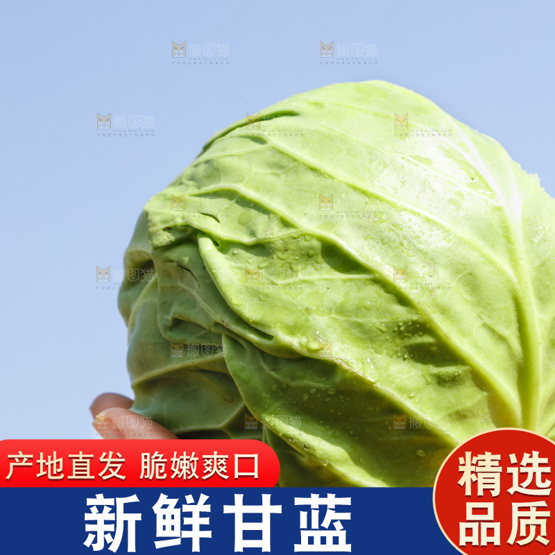 手里拿着包心菜
