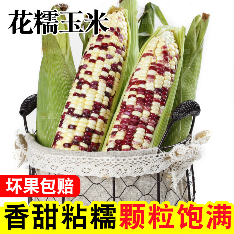 白底上放着剥皮的花糯玉米