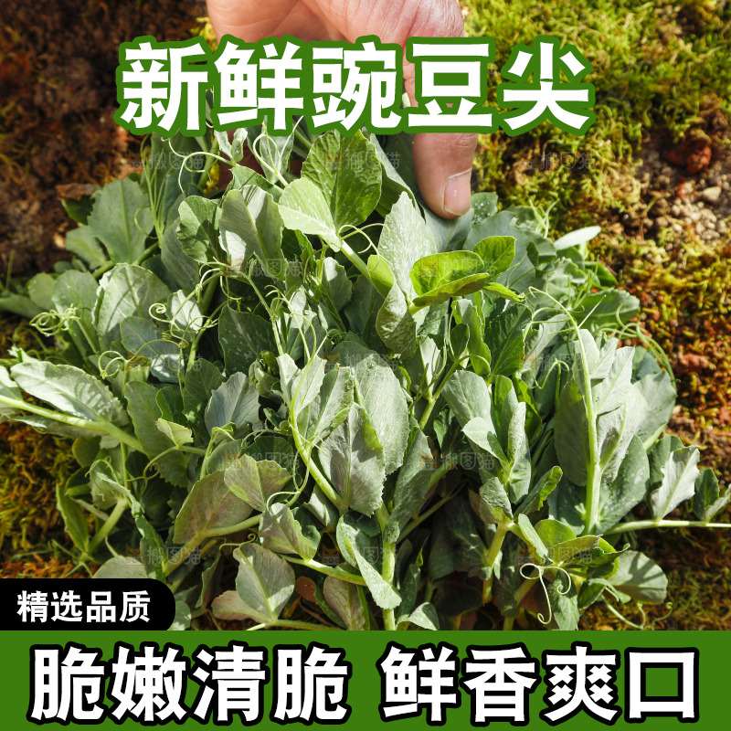 手里拿着豌豆苗