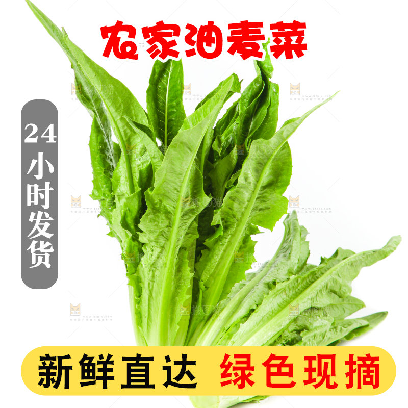 白底上的香麦菜