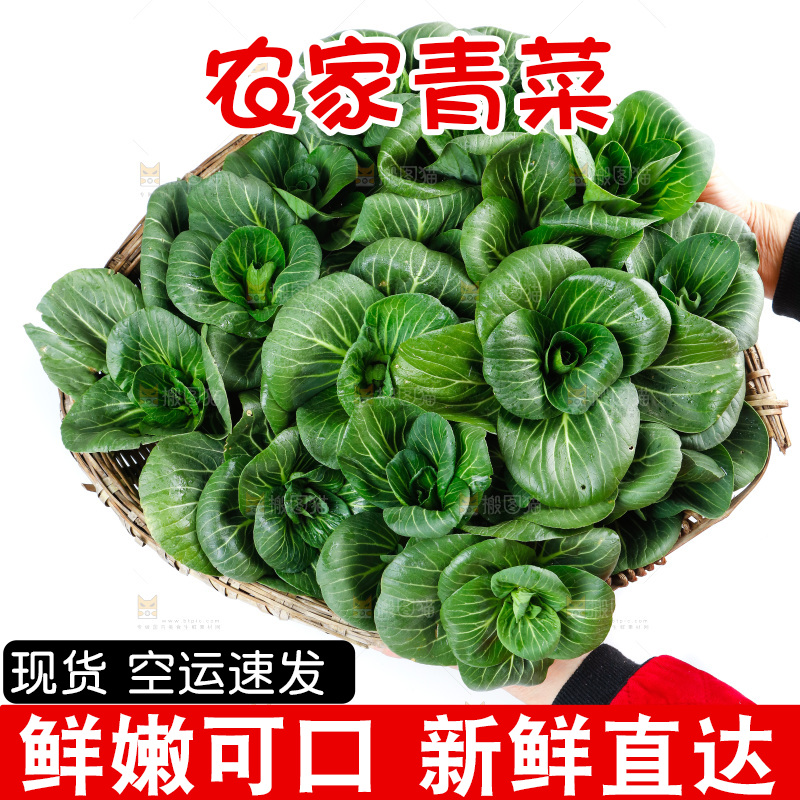 白底上的绿叶菜