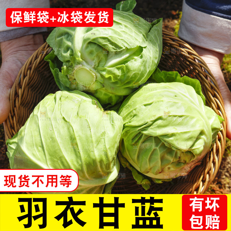 手里拿着包菜