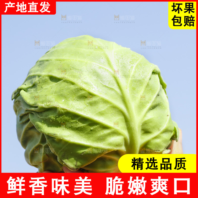 手里拿着包心菜