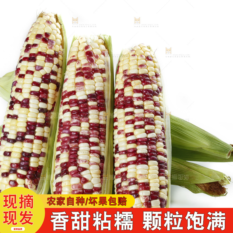 白底上放着剥皮的花糯玉米