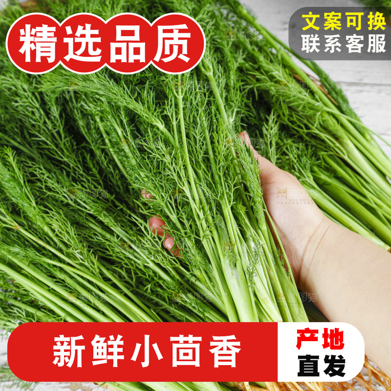 手里拿着小茴香