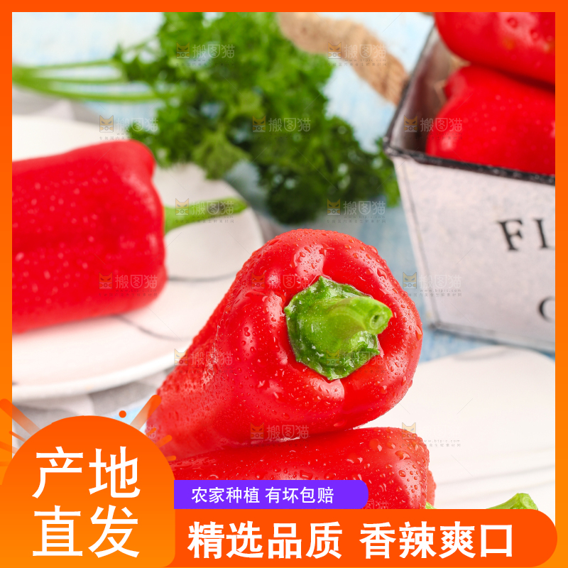 石板上的山东红辣椒