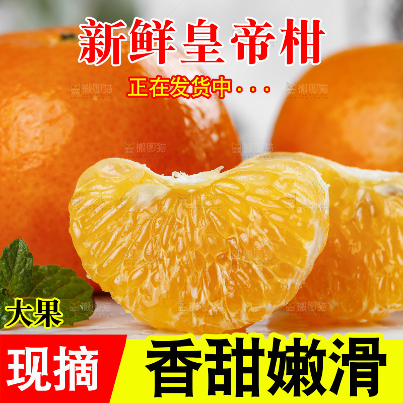 石板上的广西皇帝柑