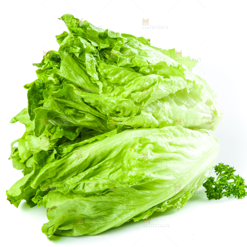 白底上的生菜
