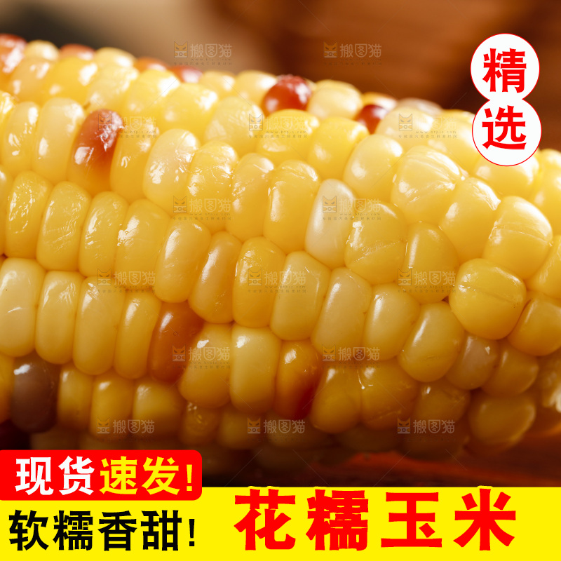 木底上的湖北花糯玉米