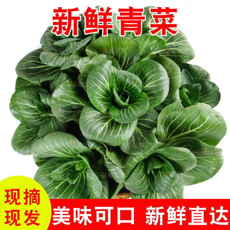 白底上的绿叶菜