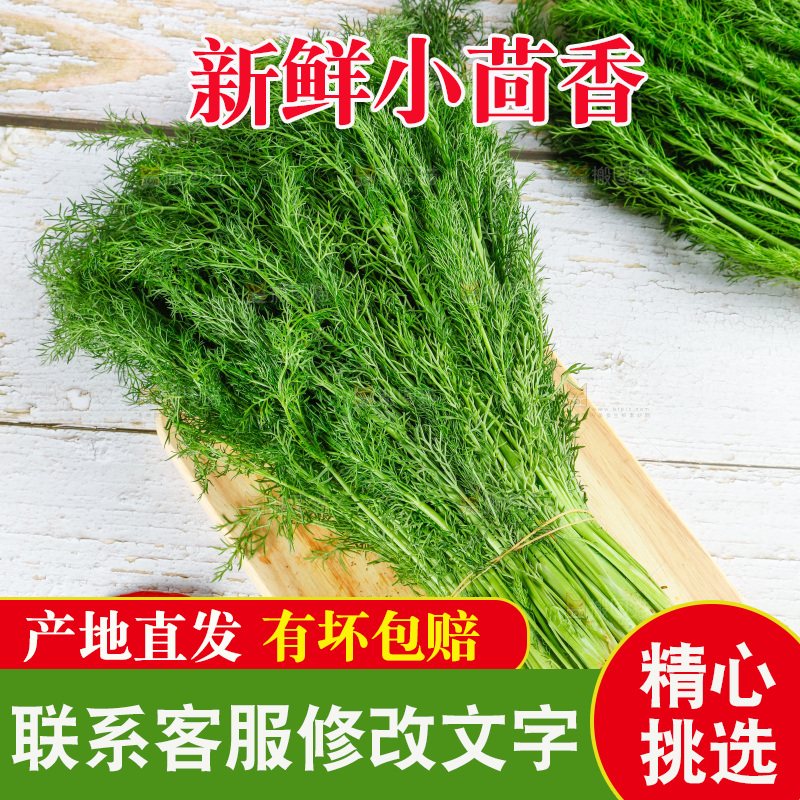浅底上的茴香菜