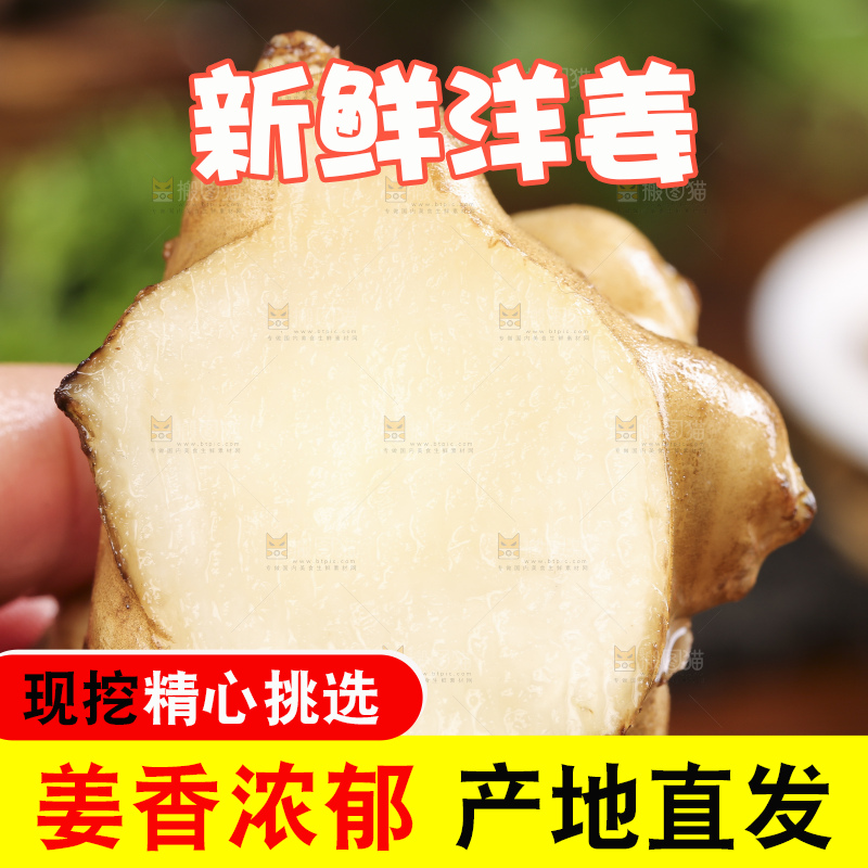 手里拿着野生洋姜