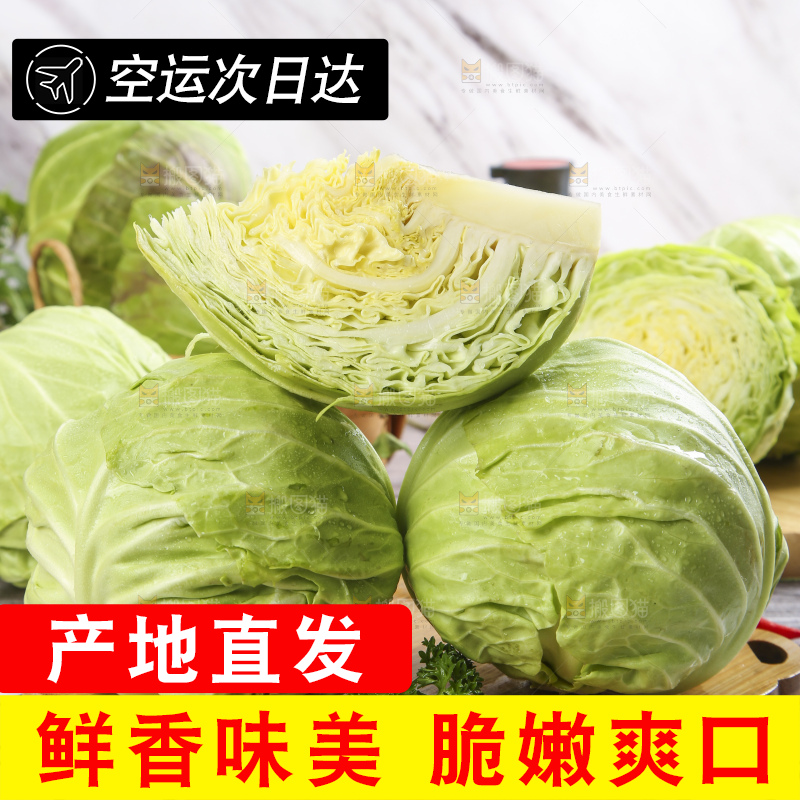 白格子底上的甘蓝包菜