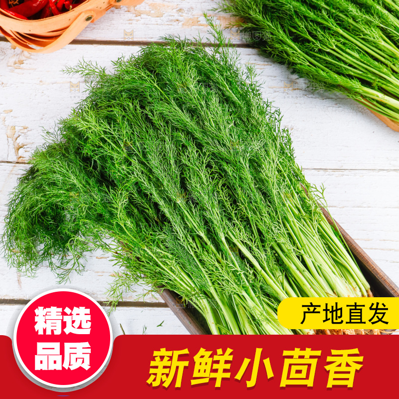 浅底上的茴香菜