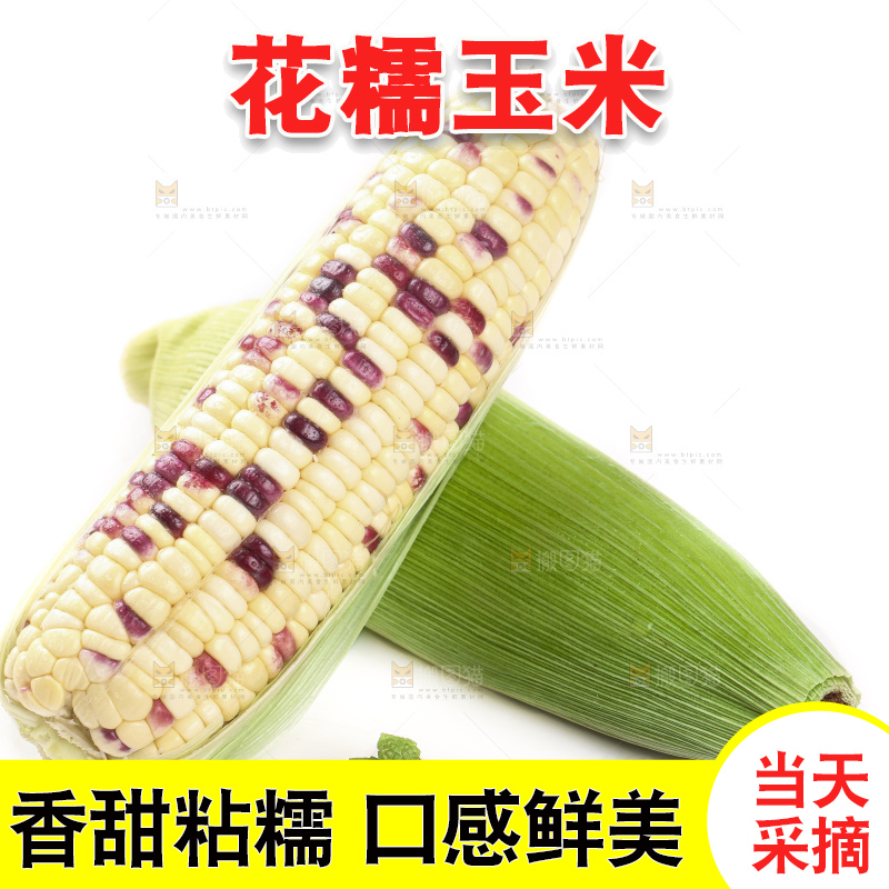 剥皮的花糯玉米放在白底上