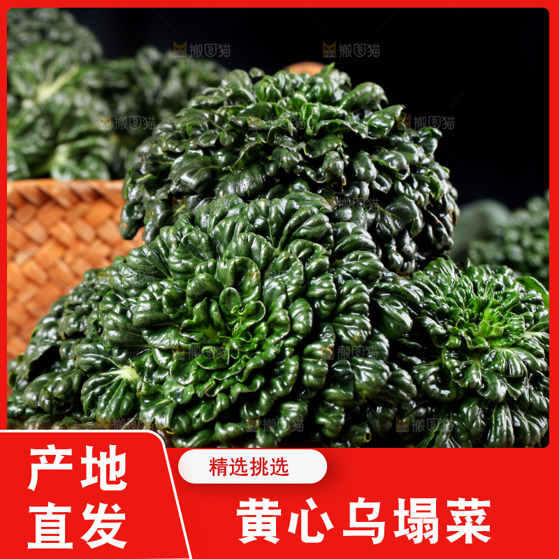 篮子里的新鲜菊花菜