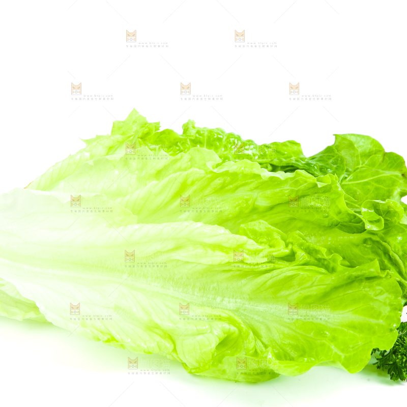 白底上的生菜