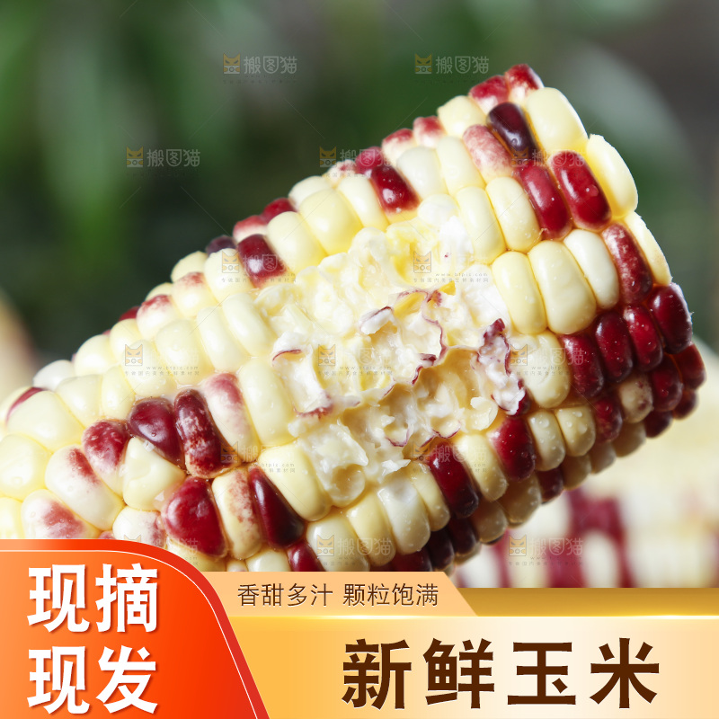 手拿花糯玉米