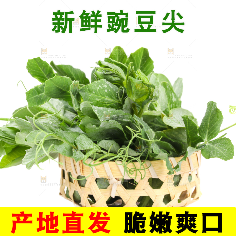 白底上摆放着新鲜豌豆苗