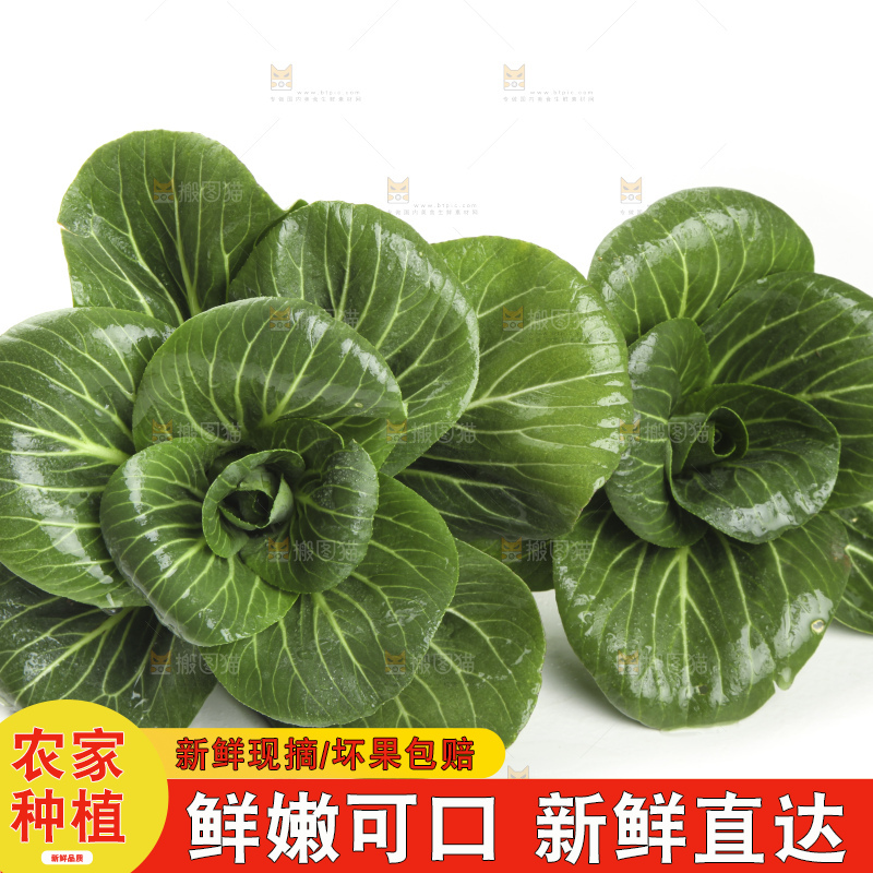 白底上放着上海青