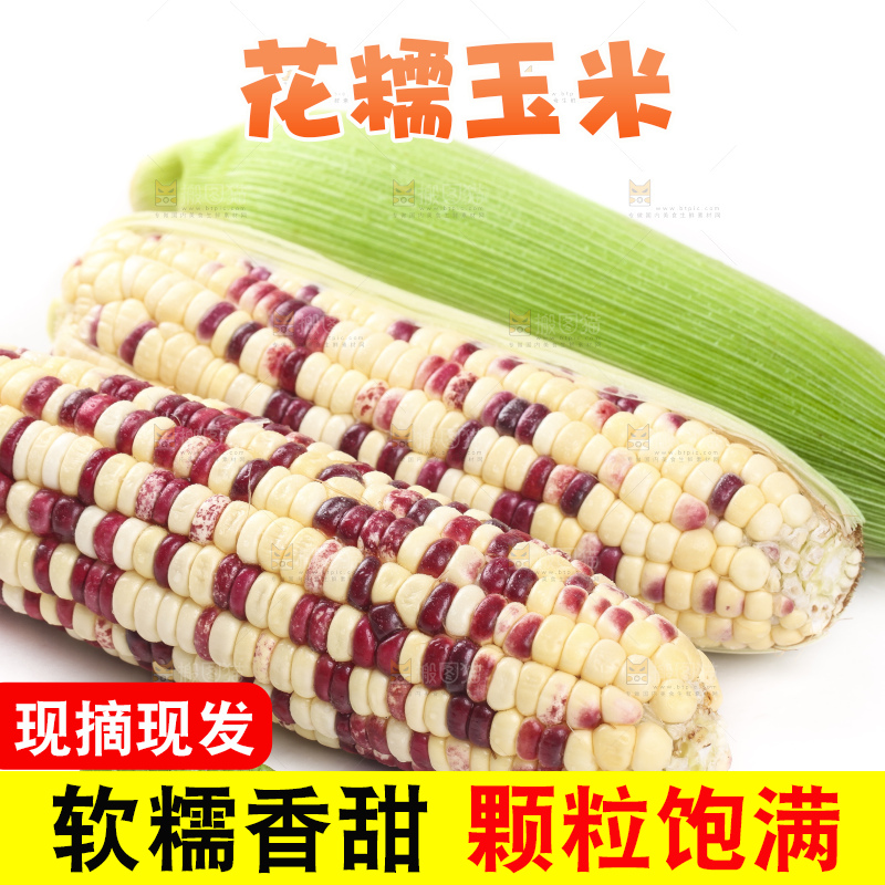 剥皮的花糯玉米放在白底上