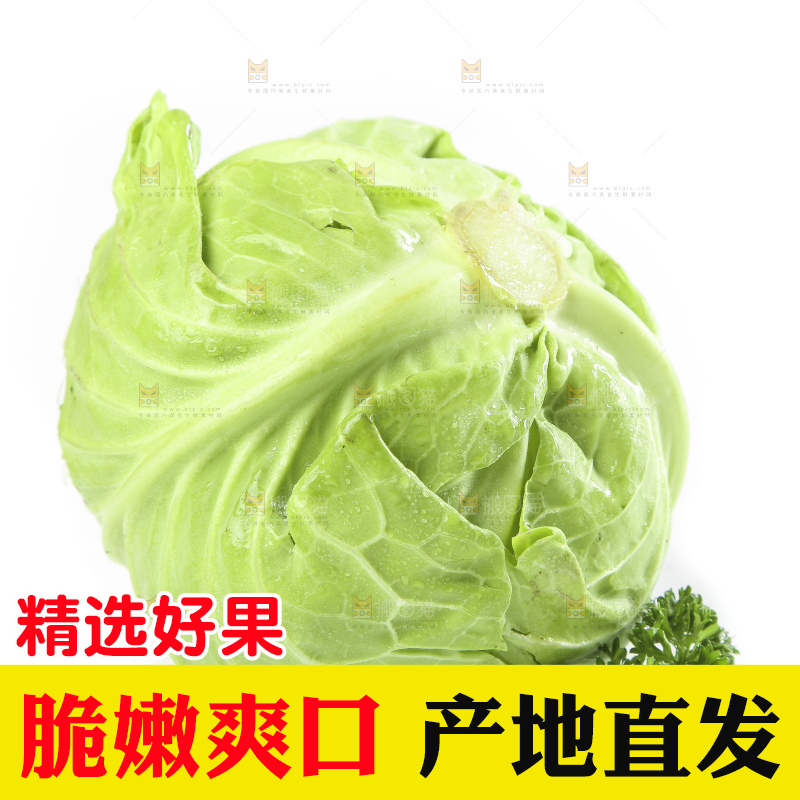 白底上的甘蓝包菜