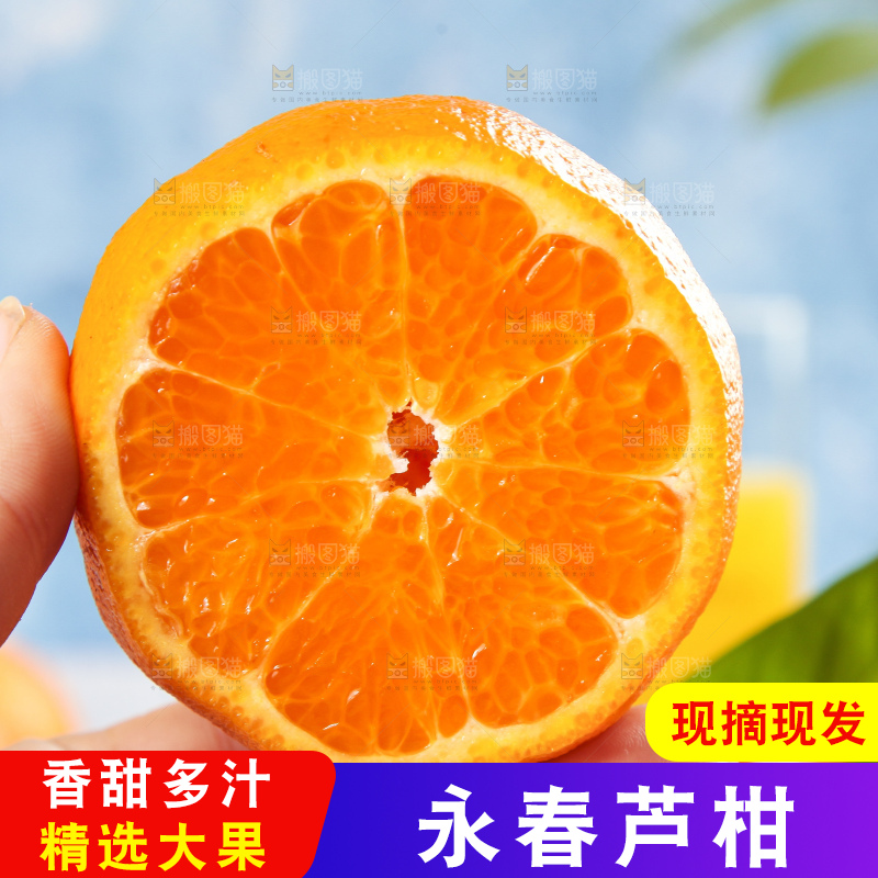 手里拿着福建芦柑