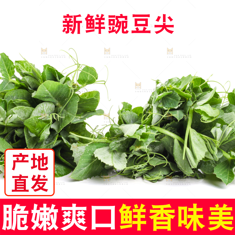 白底上摆放着新鲜豌豆苗