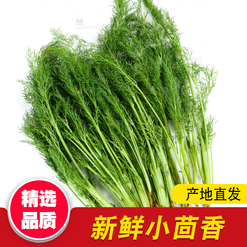 浅底上的茴香菜