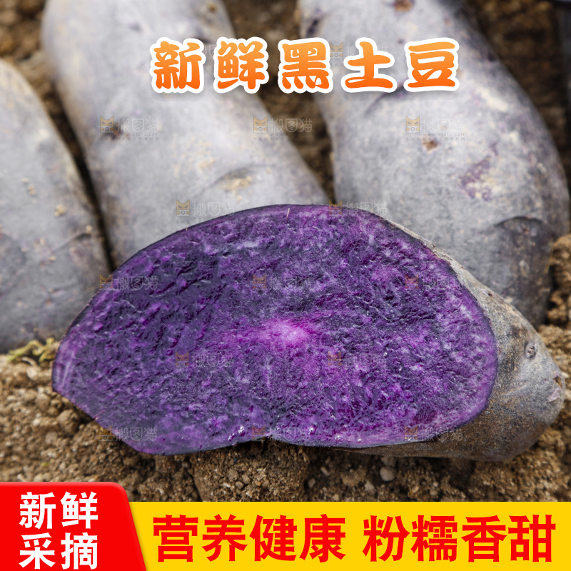 土地里的黑皮紫心土豆