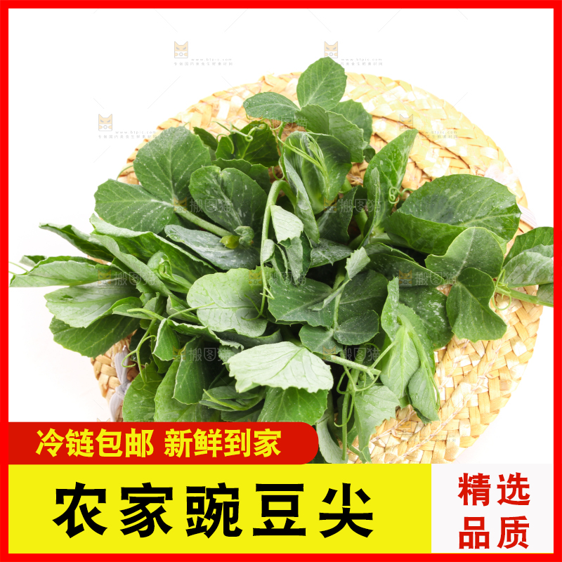 白底上摆放着新鲜豌豆苗