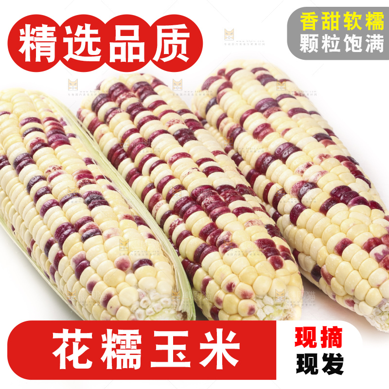 剥皮的花糯玉米放在白底上