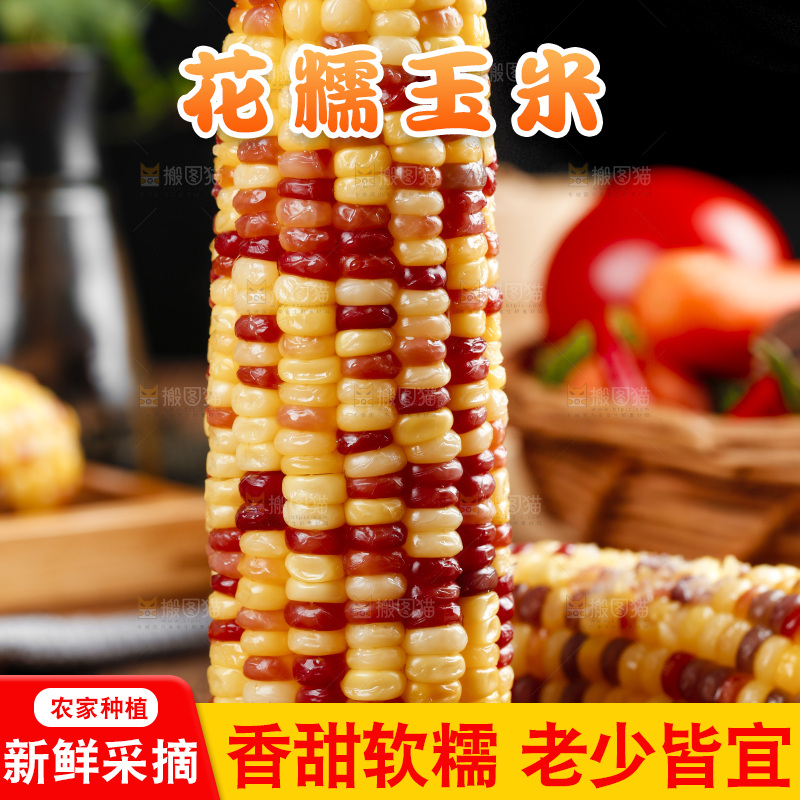 木底上的湖北花糯玉米