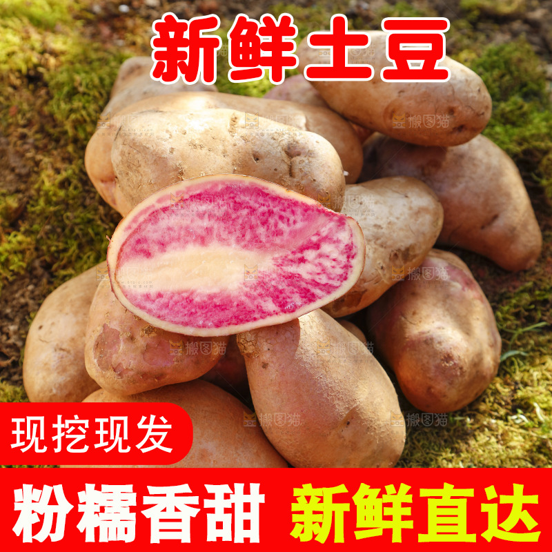 草地上摆放着彩色土豆