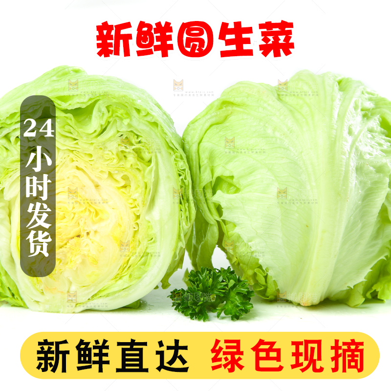 白底上的新鲜生菜