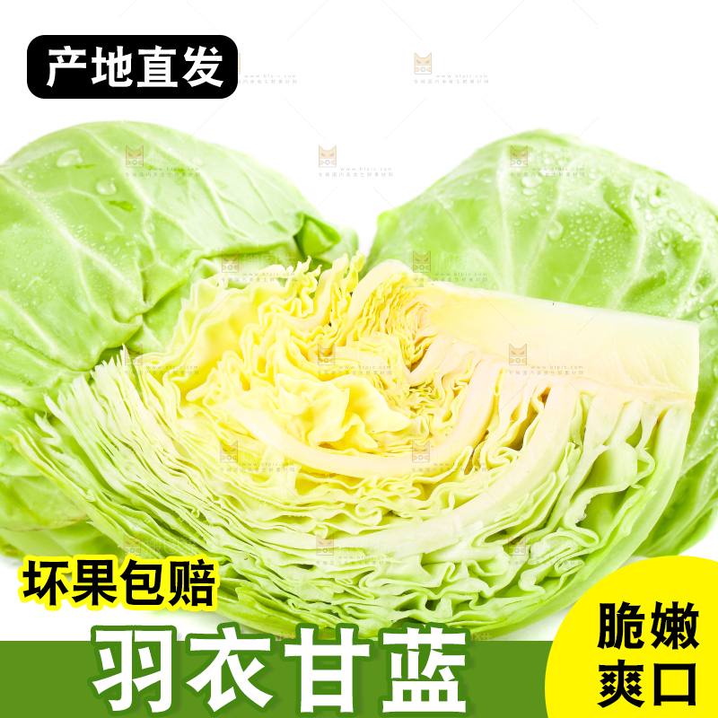 白底上摆放着包菜