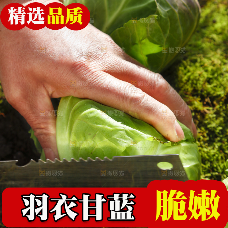 手里拿着包菜