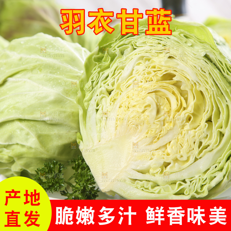 白格子底上的甘蓝包菜