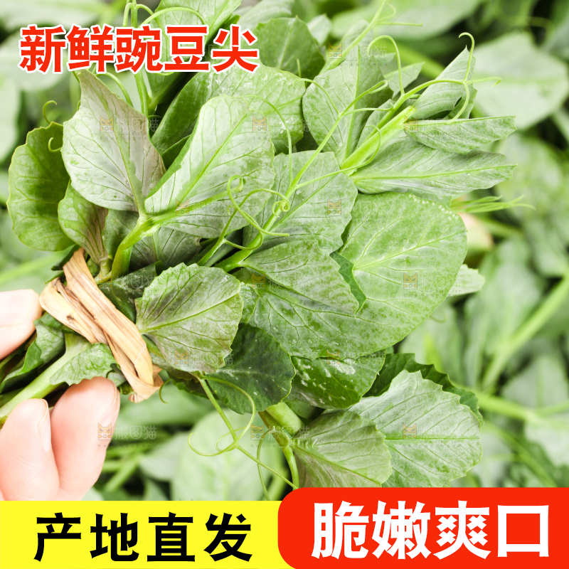 白底上摆放着新鲜豌豆苗