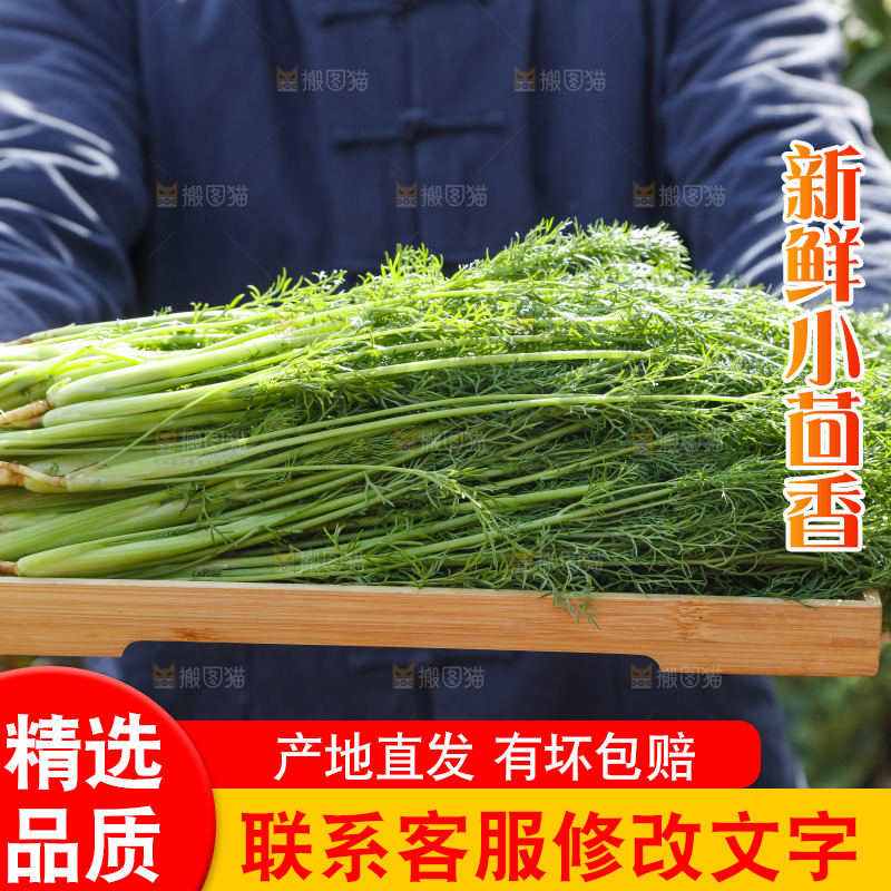 手里拿着小茴香