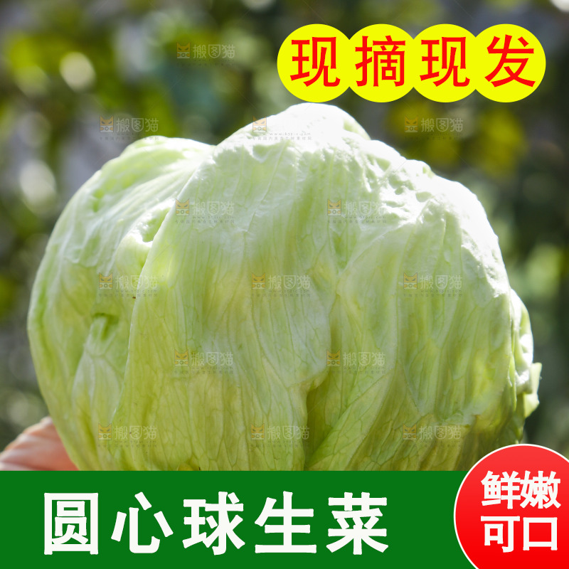 手里拿着球生菜