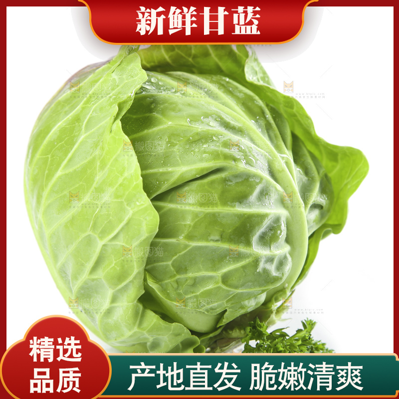 白底上的甘蓝包菜