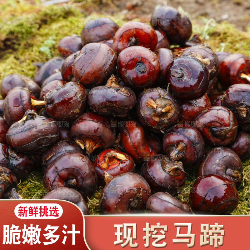 草地上的荸荠
