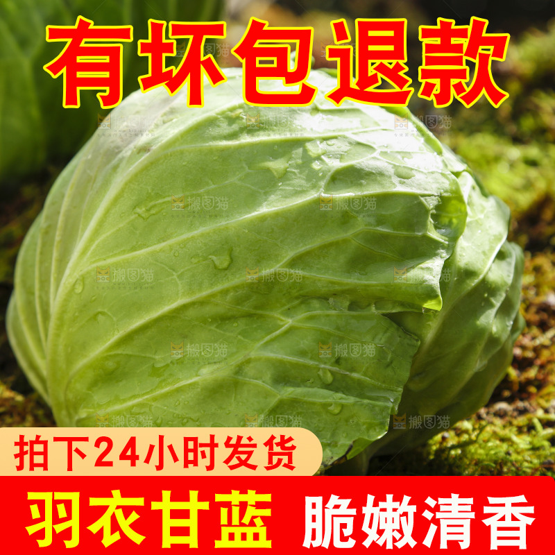 草地上放着绿甘蓝