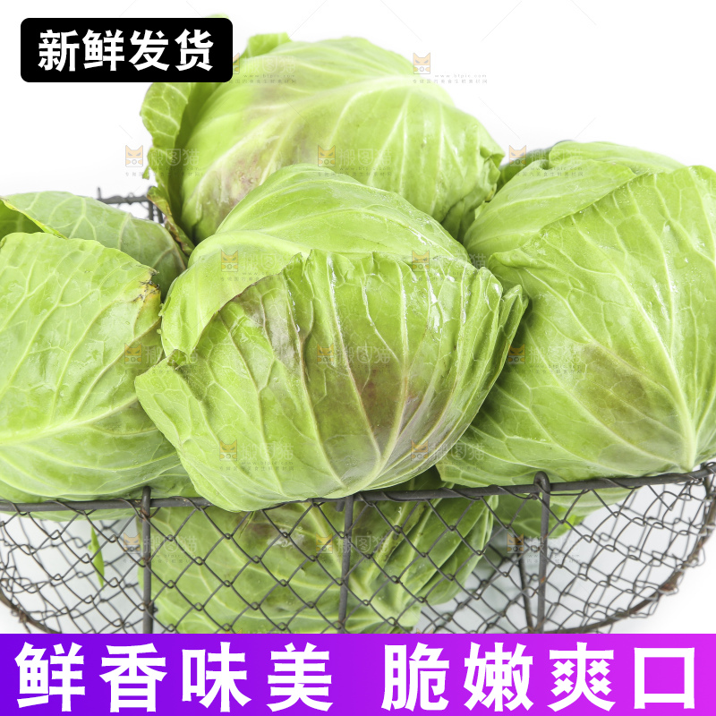 框子里的绿甘蓝