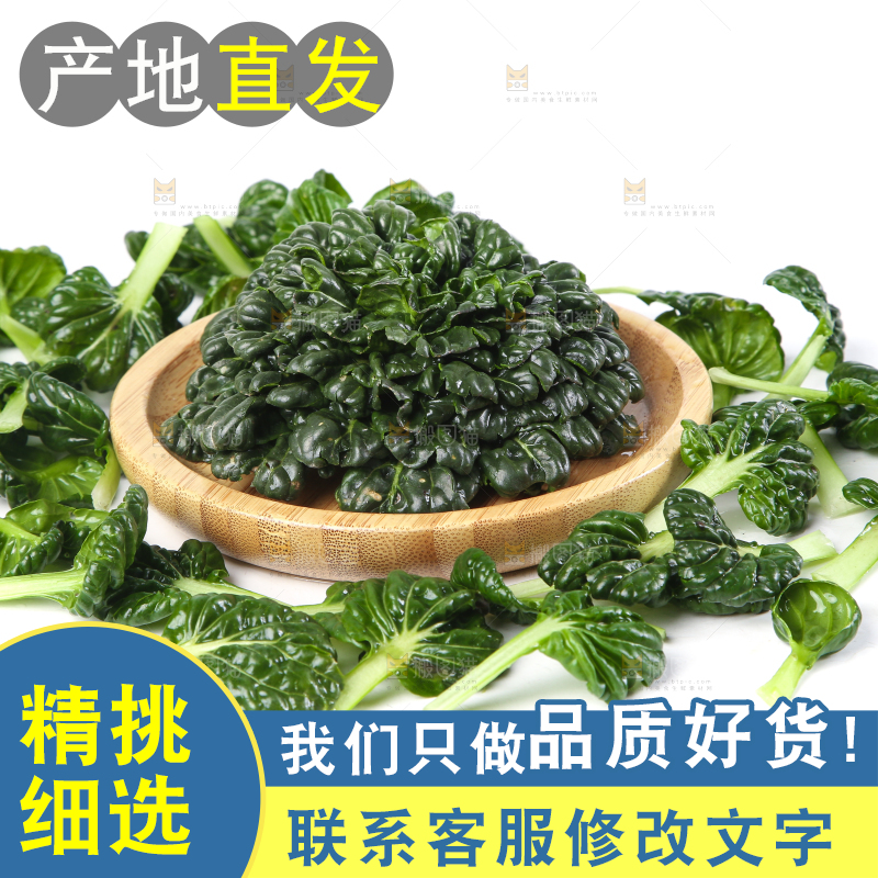 白底上的菊花菜